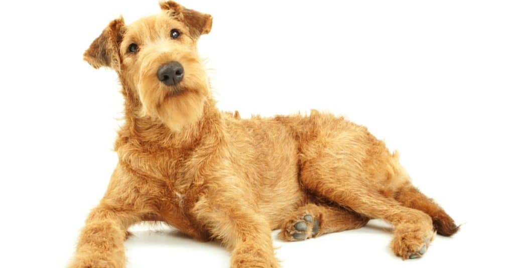 Purebred dog Irish Terrier lying on a white background