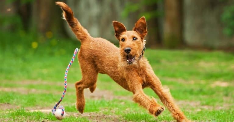 Irish terrier playing with ball