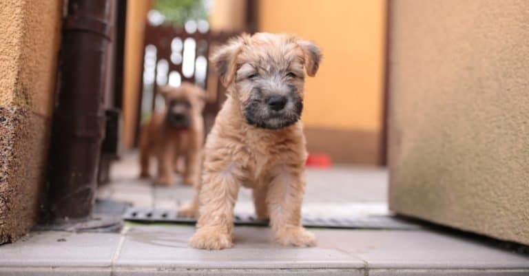 Irish soft coated wheaten terrier puppy