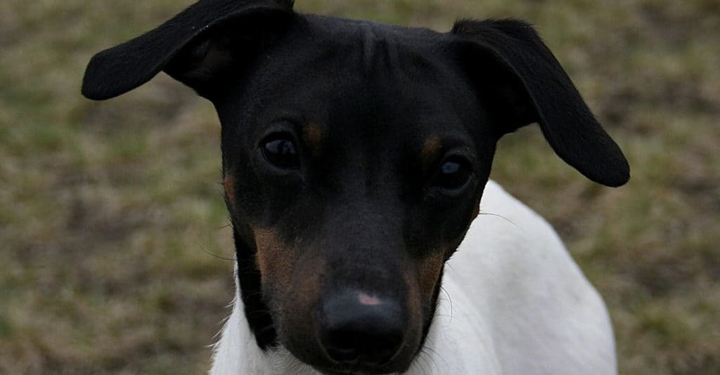 Japanese Terrier close-up