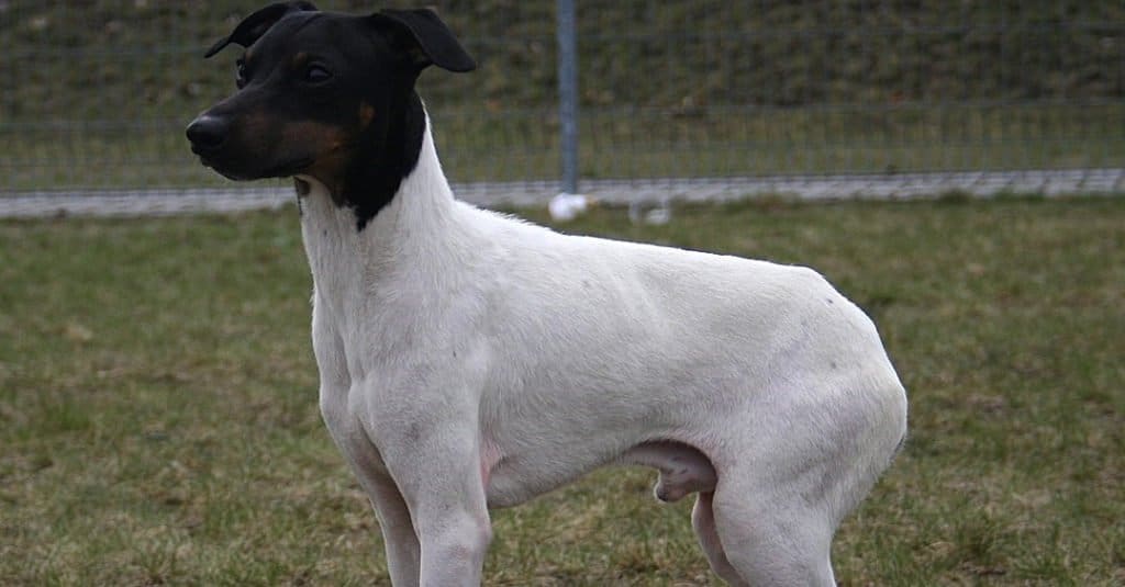 Japanese Terrier standing on grass outside