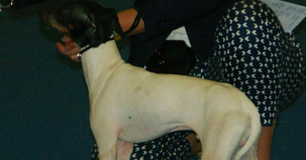 Japanese Terrier at show with owner