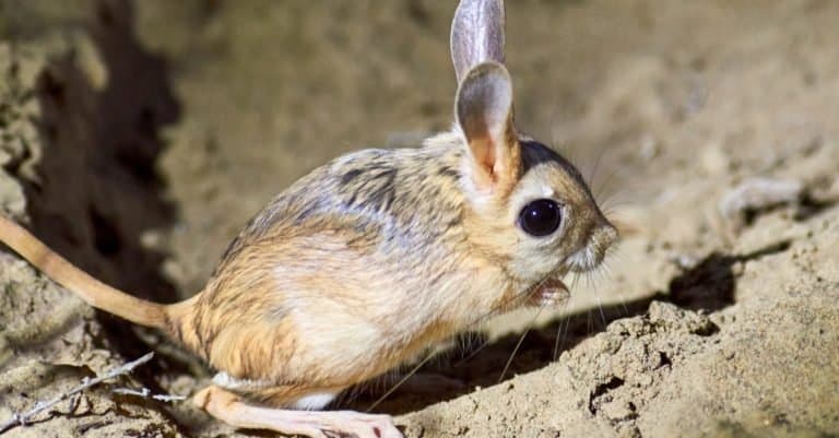 Dumbest Animals in the World: Jerboa