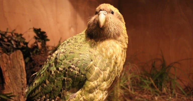 Dumbest Animals in the World: Kakapo