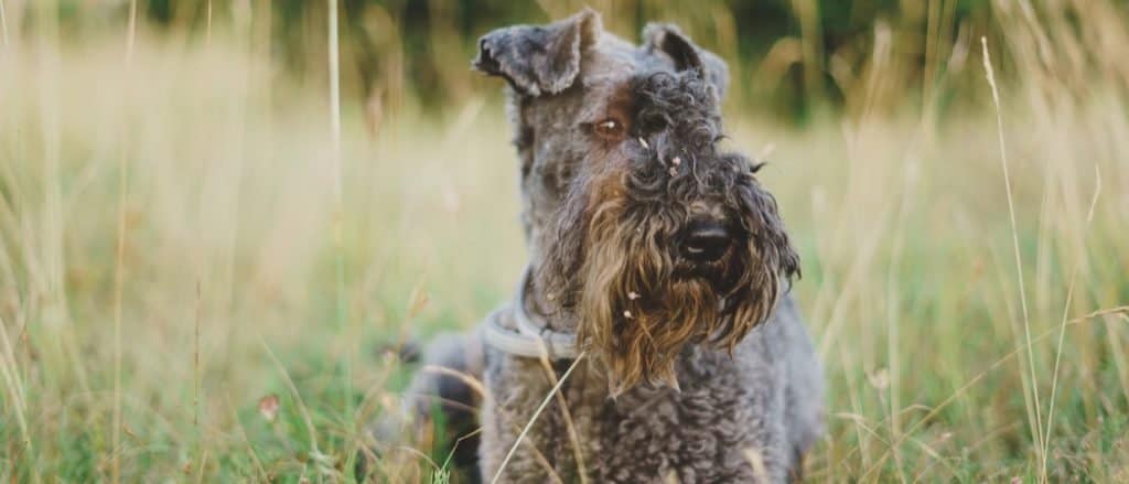Kerry Blue Terrier in wild mountain ambient