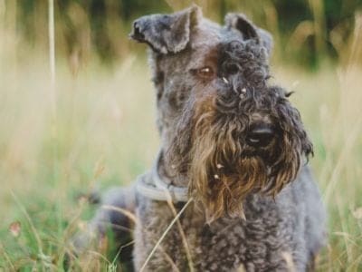 Kerry Blue Terrier Picture