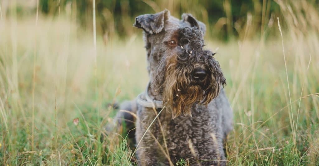 Kerry Blue Terrier in a field