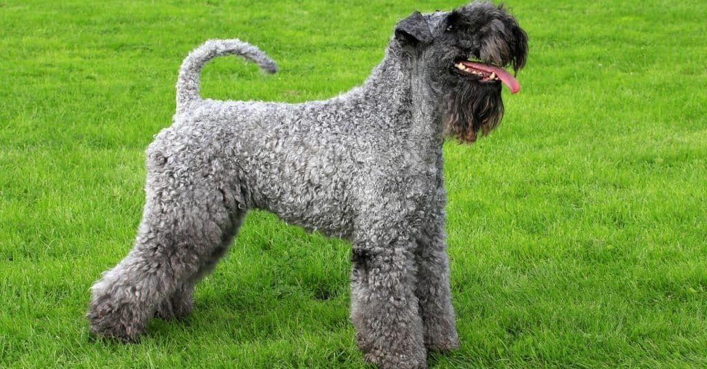 Kerry Blue Terrier in a spring garden