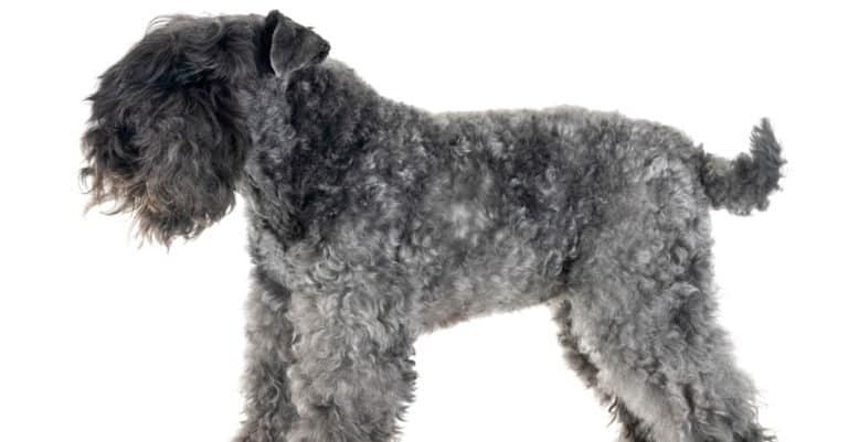 Kerry Blue Terrier isolated on white background