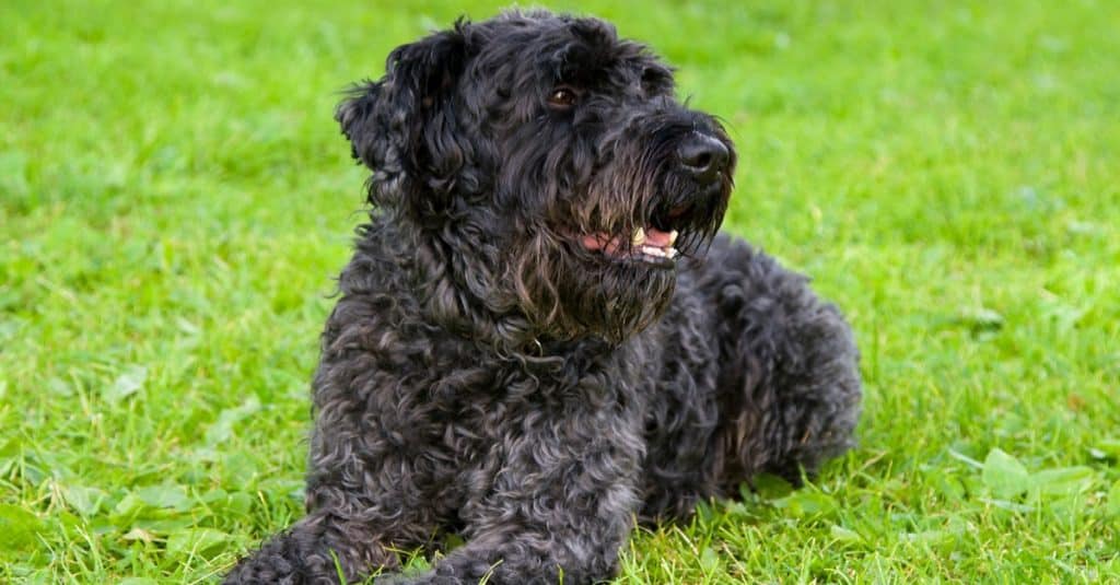 Kerry Blue Terrier lying down on grass