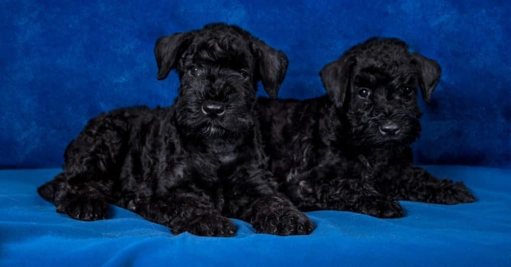 a pair of Kerry blue Terriers