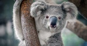 10 Incredible Koala Facts Picture