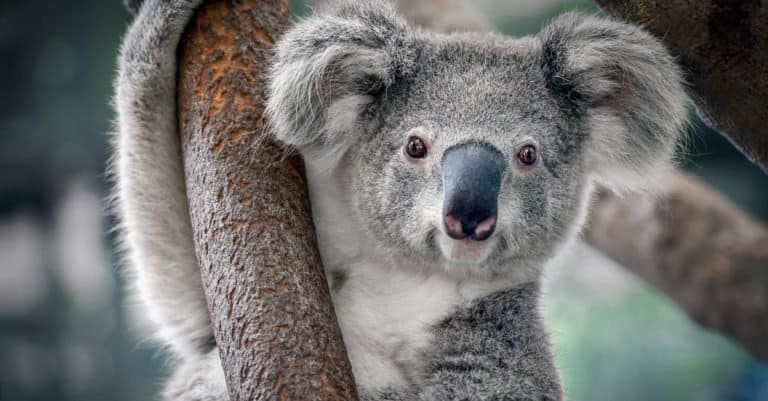 Dumbest Animals in the World: Koala