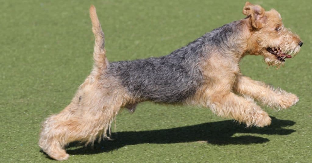 Lakeland Terrier on agility Route