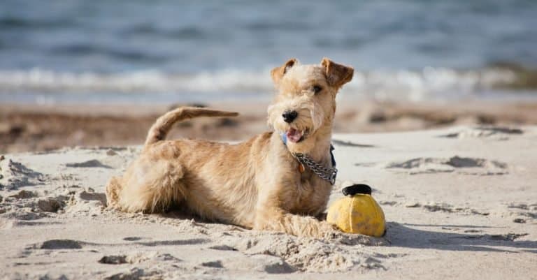 Lakeland Terrier dog lying on the beach near the sea