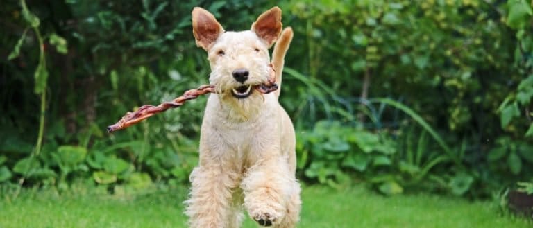 Lakeland Terrier playing on the grass