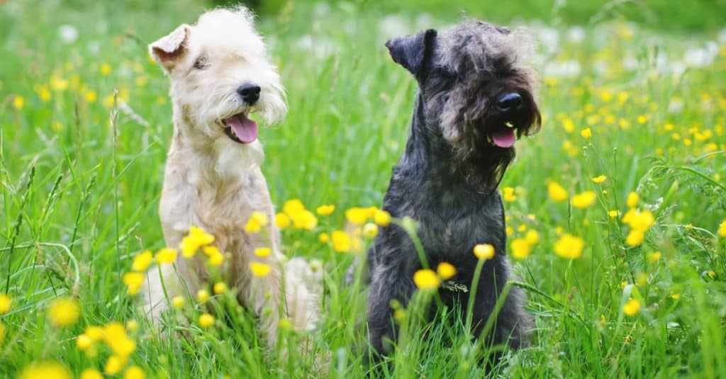 Red and blue Lakeland Terrier dogs sitting outdoors on a green grass with yellow flowers