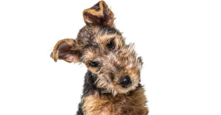 Grizzle and tan Lakeland Terrier dog sitting on white background