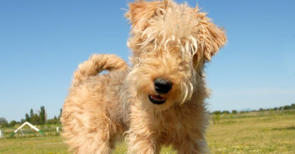 Lakeland Terrier puppy