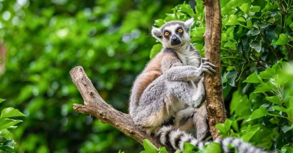 Ring-tailed lemurs live in Isalo National Park and are endemic to Madagascar