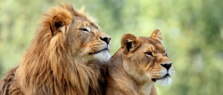 The Deadliest Lion Attacks in Human History - A-Z Animals