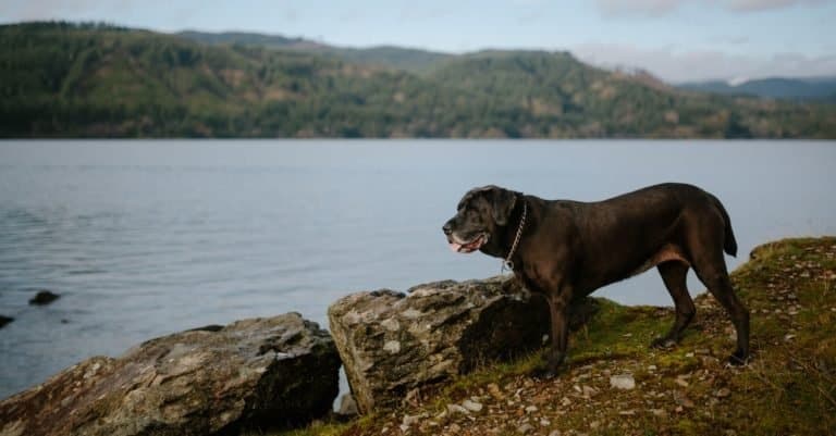 Labrador Retriever/Mastiff Mix Mastador on a Hike in the Pacific Northwest