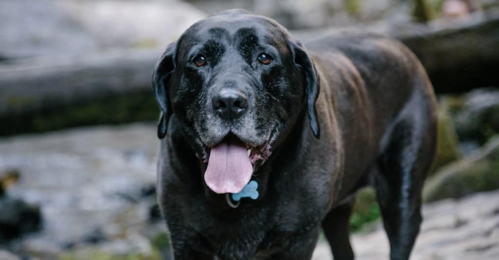 Mastador - Labrador Retriever and Mastiff Mix - Rescue Dog on a Hike