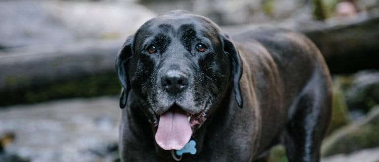 Mastador - Labrador Retriever and Mastiff Mix—Rescue Dog on a Hike