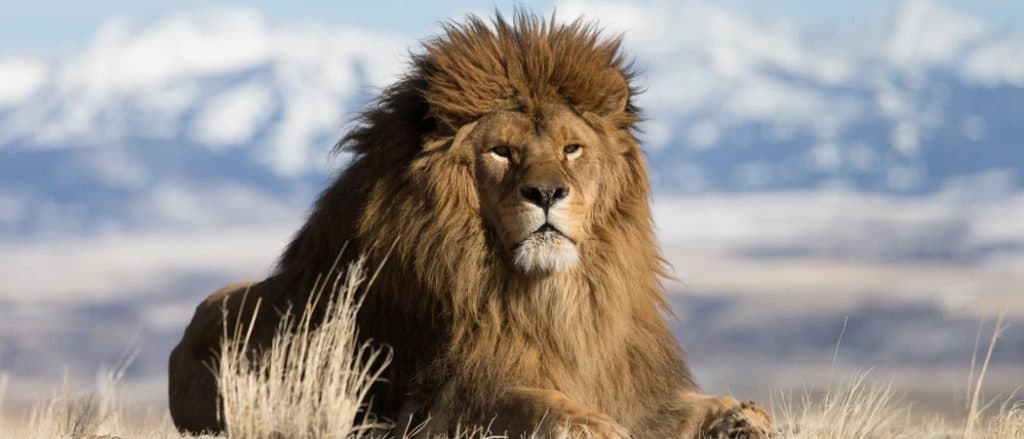 Discover the World's Largest Lions - A-Z Animals