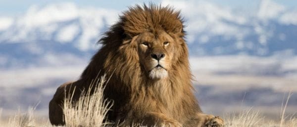 Discover the World's Largest Lions! - A-Z Animals