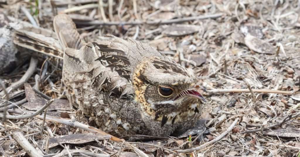 Animals With Camouflage: Nightjar