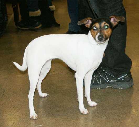 Japanese store terrier breeder