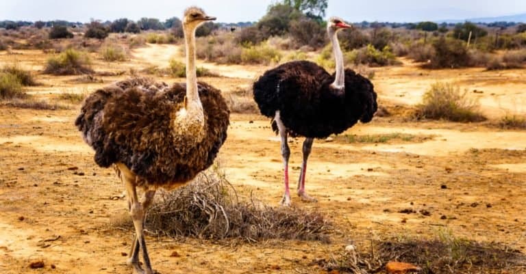 Dumbest Animals in the World: Ostrich