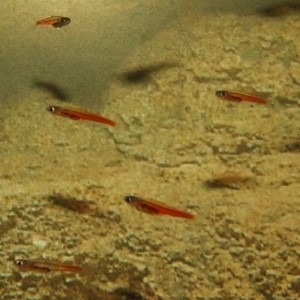 Paedocypris fish swimming in murky water