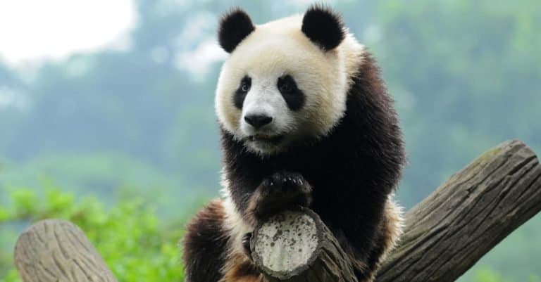 Dumbest Animals in the World: Panda Bear