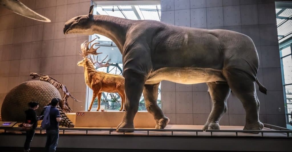 El animal más grande que jamás haya caminado sobre la tierra: Paraceratherium