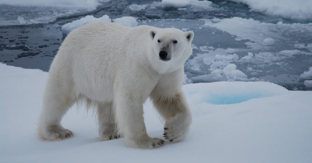 El animal más grande que jamás haya caminado sobre la tierra: el oso polar
