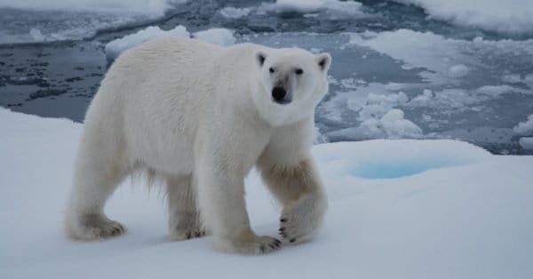 Polar Bear Size Comparison: How Big is the Biggest Bear? - A-Z Animals