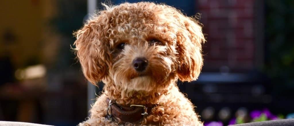 Poochon close-up