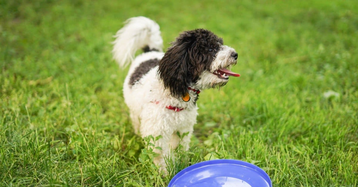 Poochon, half Poodle half Bichon, running in the park