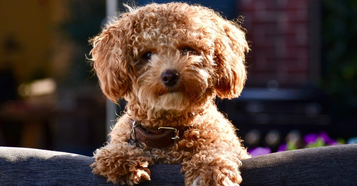 brown poodle mix