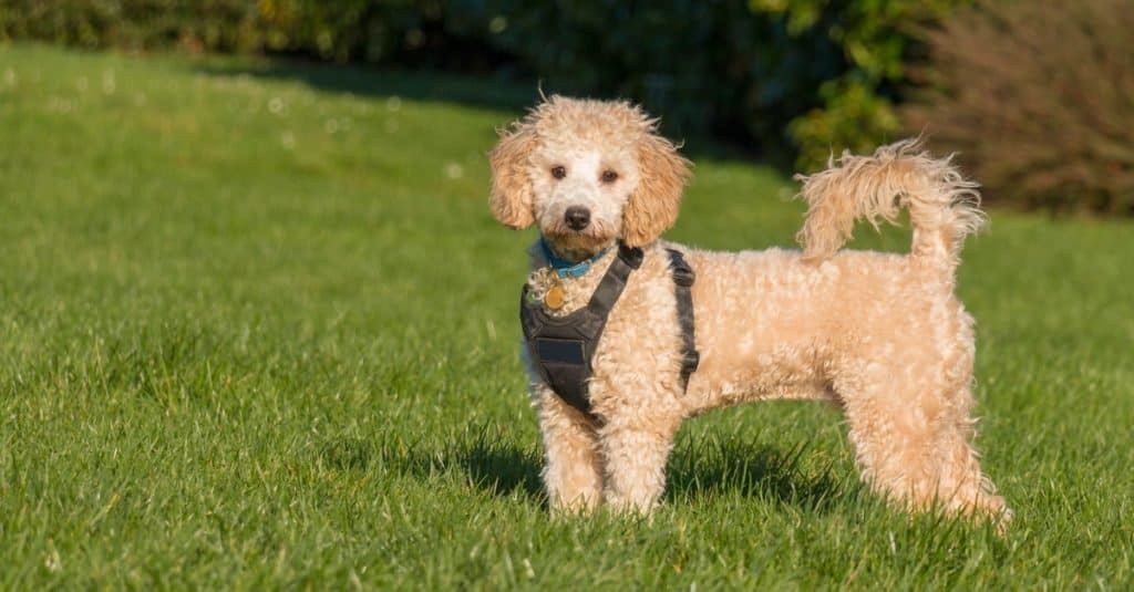 Poochon dog wearing black harness standing with tail up on green grass in a park.