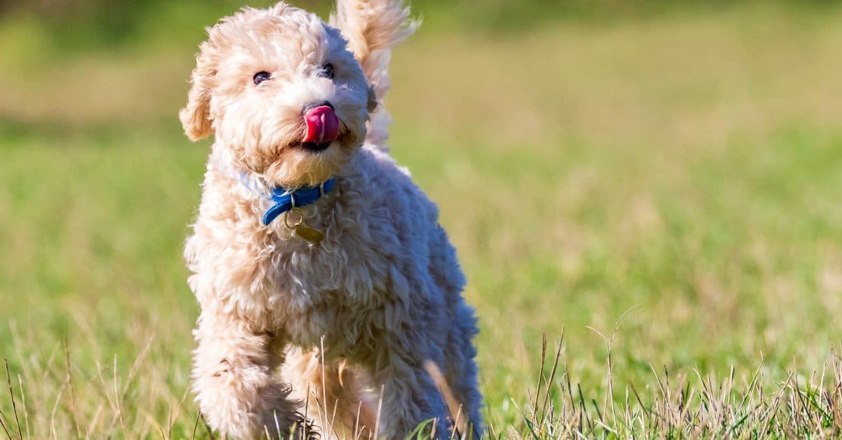 Poochon puppy running on green grass in a park