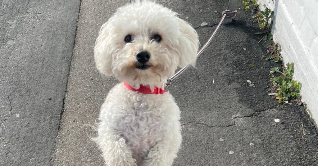 Poochon standing on road