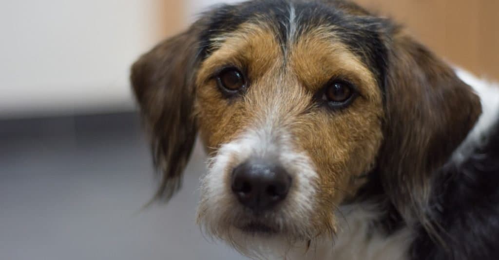 Close up portrait of handsome and cute Poogle (Beagle-Poodle mix) dog