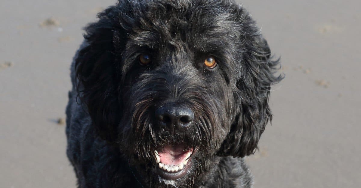 Beautiful Poogle crossbreed dog standing on a sandy beach in west Wales, UK.