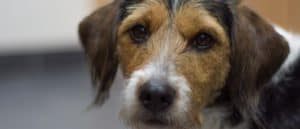 Close up portrait of handsome and cute Poogle (Beagle-Poodle mix) dog