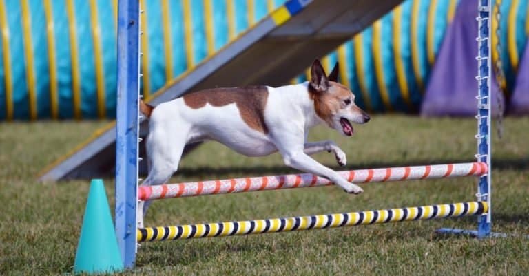 Rat Terrier leaping over a jump at a Dog Agility Trial