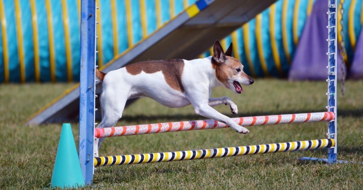 Rat Terrier leaping over a jump at a Dog Agility Trial