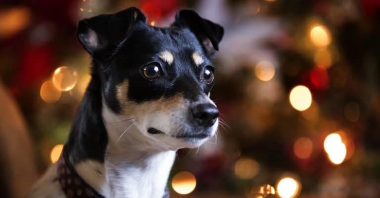 Rat Terrier sitting on a couch at Christmas time